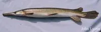Shortnose gar (Lepisosteus platostomus)
