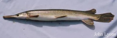 Shortnose gar (Lepisosteus platostomus)