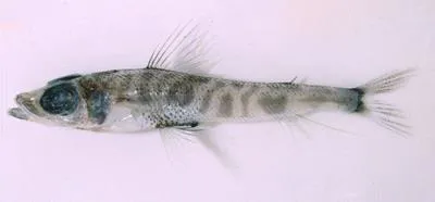 Shortnose greeneye (Chlorophthalmus agassizi)