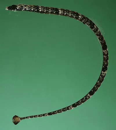 Shortnose pipefish (Micrognathus andersonii)