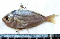 Shortnose ponyfish (Leiognathus brevirostris)