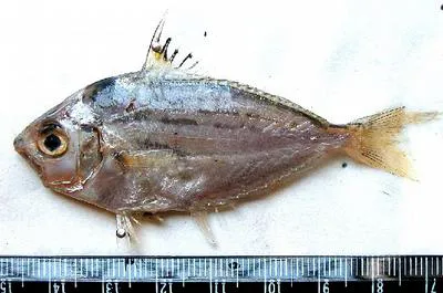 Shortnose ponyfish (Leiognathus brevirostris)