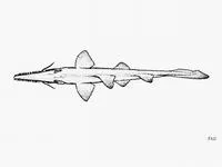Shortnose sawshark (Pristiophorus nudipinnis)
