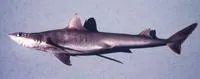Shortnose spurdog (Squalus megalops)
