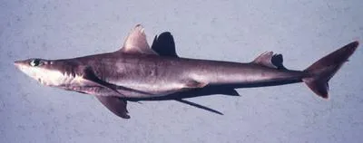 Shortnose spurdog (Squalus megalops)
