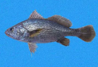 Shortnose stardrum (Stellifer chrysoleuca)