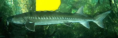 Shortnose sturgeon (Acipenser brevirostrum)