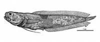 Shortnosed coralbrotula (Diancistrus brevirostris)