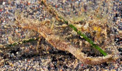 Shortpouch pygmy pipehorse (Acentronura tentaculata)