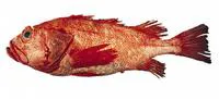 Shortraker rockfish (Sebastes borealis)