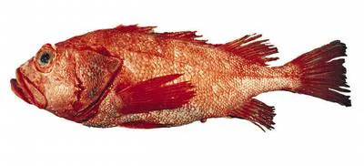 Shortraker rockfish (Sebastes borealis)