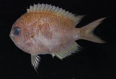Shortsnout Chromis (Chromis brevirostris)