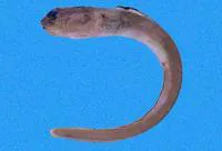Shortsnout conger (Chiloconger dentatus)