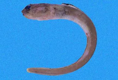 Shortsnout conger (Chiloconger dentatus)
