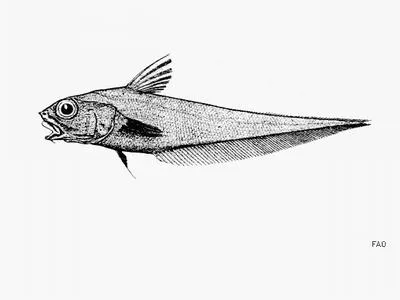 Shortsnout grenadier (Coryphaenoides boops)