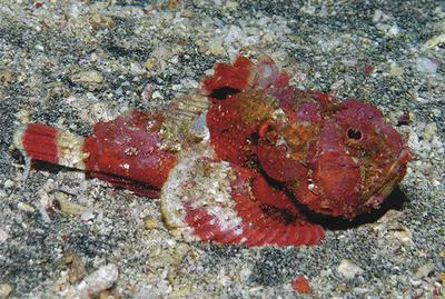 Shortsnout scorpionfish (Scorpaenopsis obtusa)