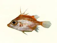Shortsnout spikefish (Triacanthodes ethiops)