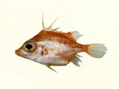 Shortsnout spikefish (Triacanthodes ethiops)