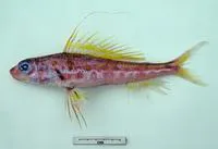 Shortsnout threadsail (Hime curtirostris)