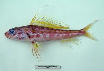 Shortsnout threadsail (Hime curtirostris)