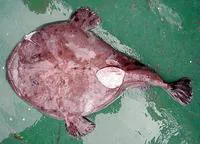 Shortspine African angler (Lophius vaillanti)