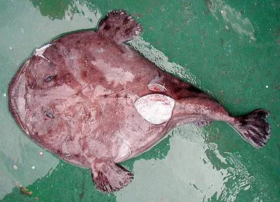 Shortspine African angler (Lophius vaillanti)
