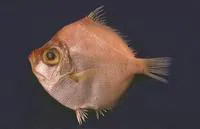 Shortspine boarfish (Antigonia combatia)