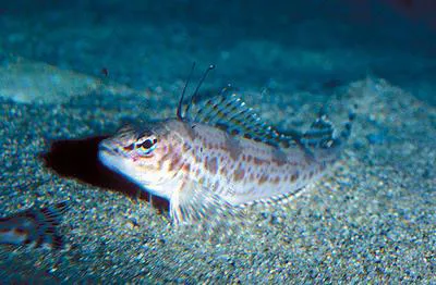 Shortspine combfish (Zaniolepis frenata)
