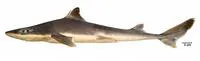 Shortspine spurdog (Squalus mitsukurii)