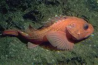Shortspine thornyhead (Sebastolobus alascanus)