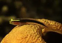 Shortstripe goby (Elacatinus chancei)