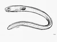 Shorttail conger (Paraconger similis)