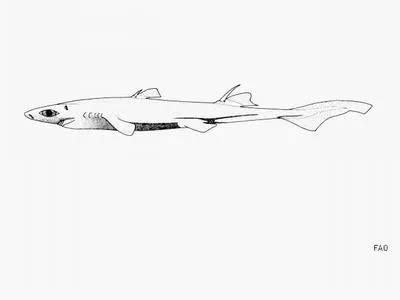 Shorttail lanternshark (Etmopterus brachyurus)