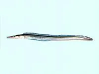Shorttail pike conger (Oxyconger leptognathus)