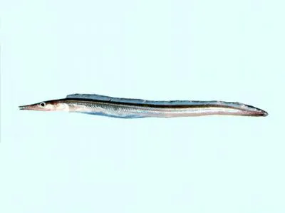 Shorttail pike conger (Oxyconger leptognathus)