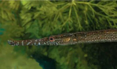 Shorttail pipefish (Microphis brachyurus millepunctatus)