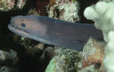 Shorttailed snake moray (Scuticaria okinawae)