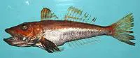 Shortwing searobin (Prionotus stearnsi)