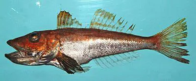 Shortwing searobin (Prionotus stearnsi)