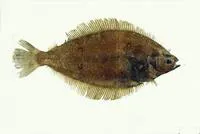 Shotted halibut (Eopsetta grigorjewi)