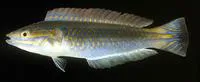 Shoulder-spot wrasse (Leptojulis cyanopleura)