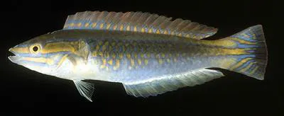 Shoulder-spot wrasse (Leptojulis cyanopleura)