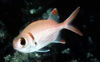 Shoulderbar soldierfish (Myripristis kuntee)