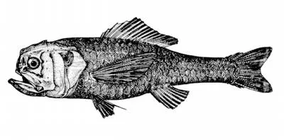 Shoulderspine bigscale (Melamphaes suborbitalis)