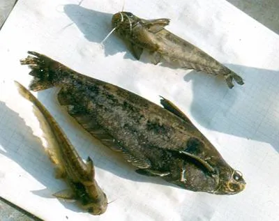 Shoulderspot catfish (Schilbe marmoratus)