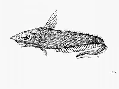 Shoulderspot grenadier (Coelorinchus scaphopsis)
