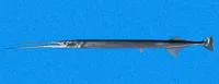 Shoulderspot needlefish (Strongylura scapularis)