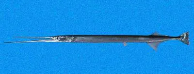 Shoulderspot needlefish (Strongylura scapularis)
