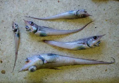 Shovelnose grenadier (Coelorinchus braueri)