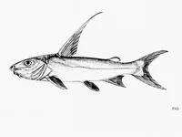 Shovelnose sea catfish (Arius subrostratus)